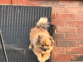Pomeranian dogs Pomeranian female 2 years old - Advert 15