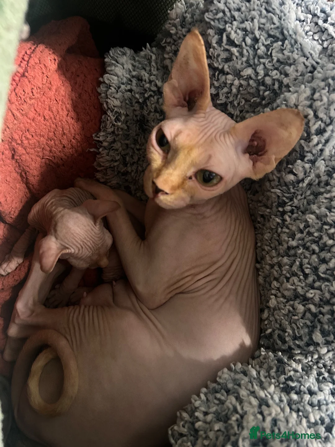 Sphynx cats for sale: Pure red Canadian  - Advert 2