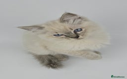 Ragdoll cats for sale: 🤍 STUNNING GCCF REGISTERED RAGDOLL KITTENS 🤍🤍 - Image 23
