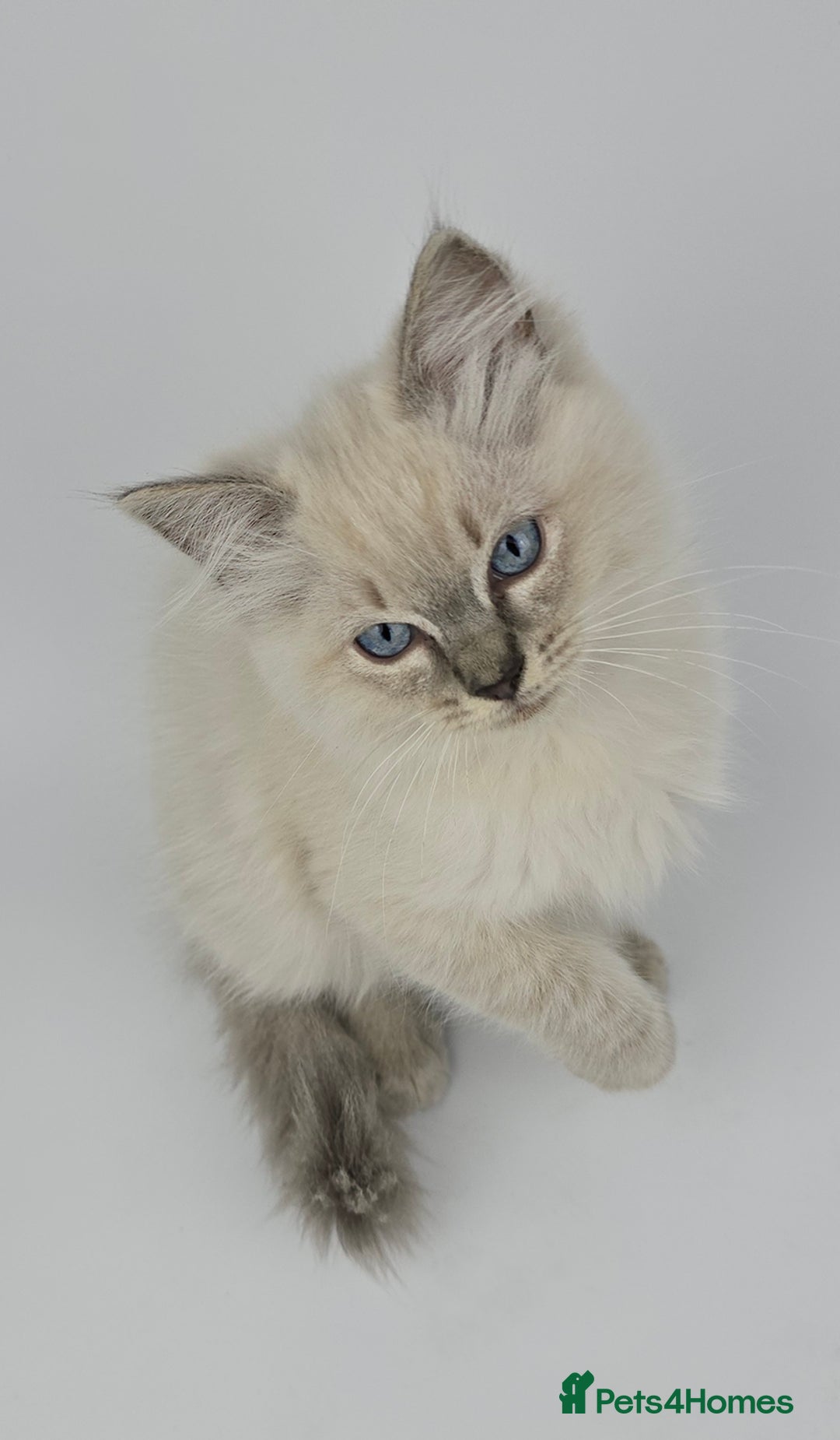 Ragdoll cats for sale: 🤍 STUNNING GCCF REGISTERED RAGDOLL KITTENS 🤍🤍 - Image 23
