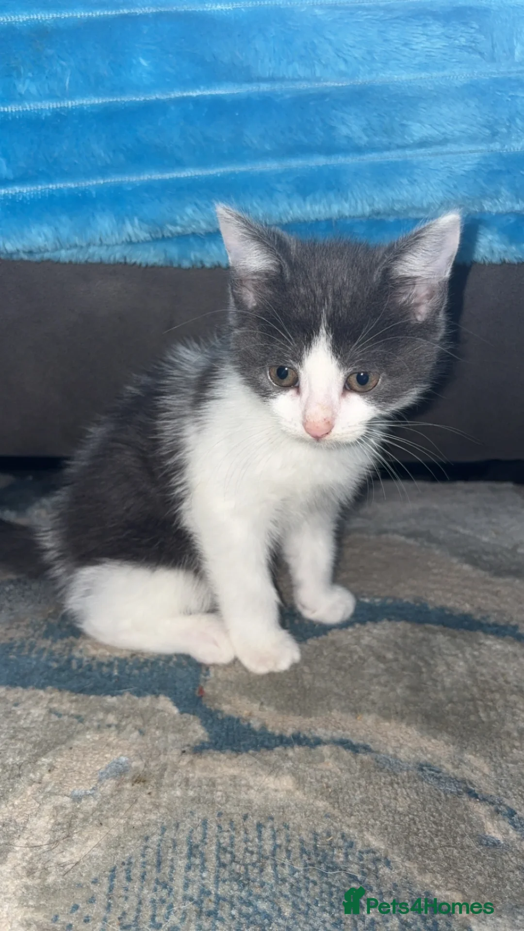 Mixed Breed cats for sale: Last little grey and white kitten - Advert 2