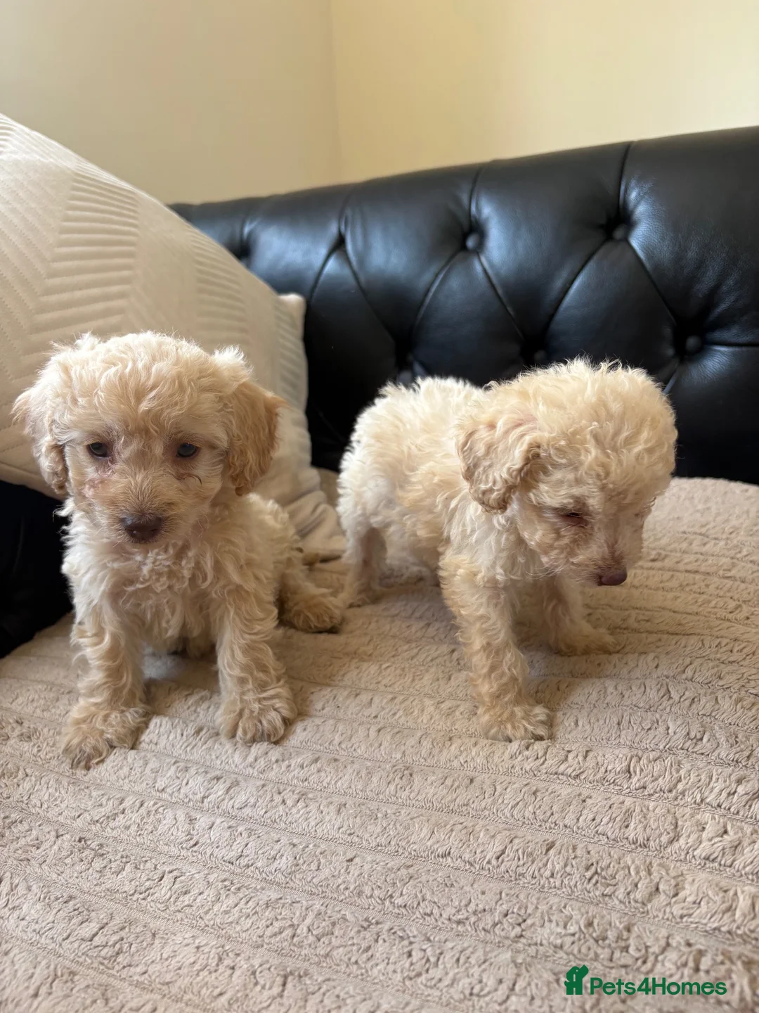 Cockapoo dogs for sale: F1b cockapoo - Advert 11