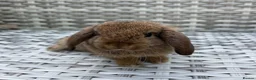 Mini Lop rabbits for sale: Pure bred mini lops - Advert 29
