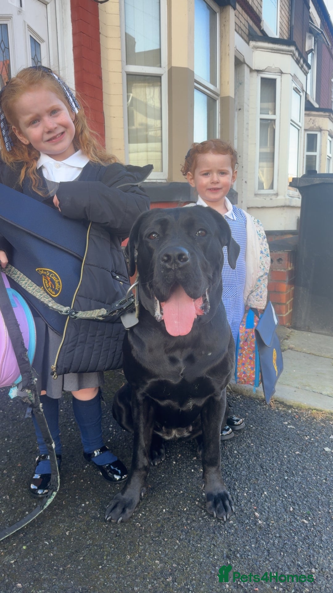 Mixed Breed dogs for sale: Gorgeous hardy pups - Advert 7