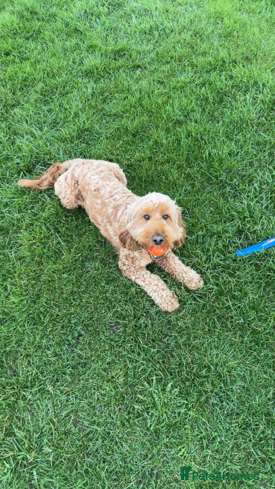 Cockapoo dogs Male Cockapoo Stud - experienced  - Advert 2