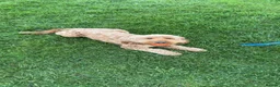Cockapoo dogs for stud: Male Cockapoo Stud - experienced  in Hartlepool - Advert 1