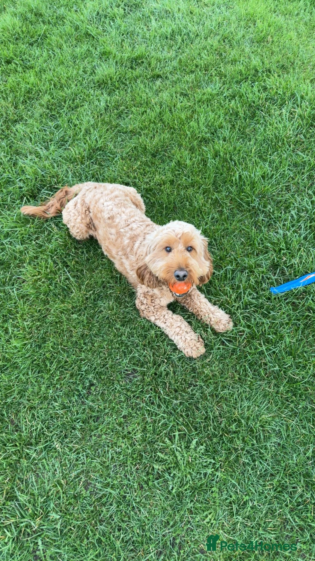Cockapoo dogs for stud: Male Cockapoo Stud - experienced  in Hartlepool - Advert 1