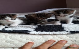 Mixed Breed cats for sale: Lovely little black and tabby kittens  - Image 2