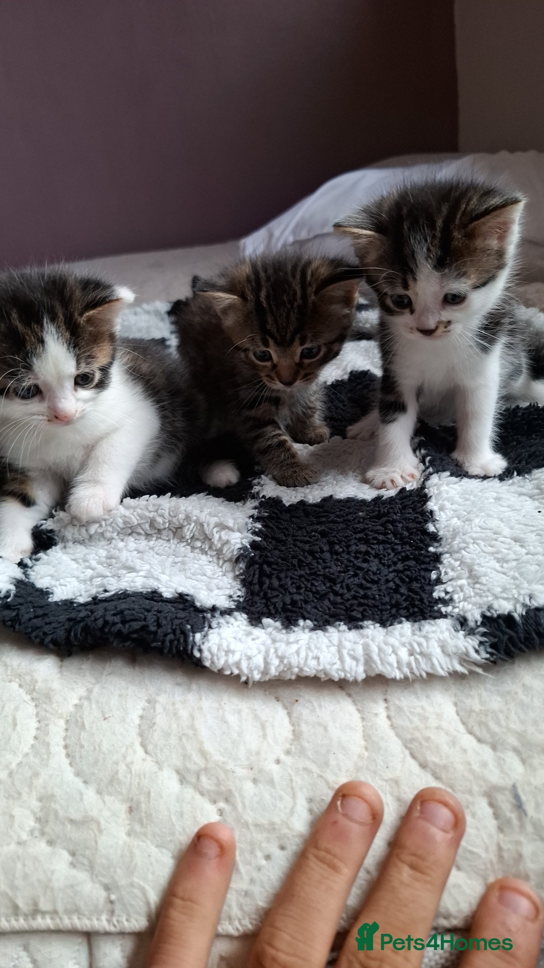 Mixed Breed cats for sale: Lovely little black and tabby kittens  - Image 2