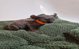 Sphynx cats for sale: Sphynx kittens  - Image 11