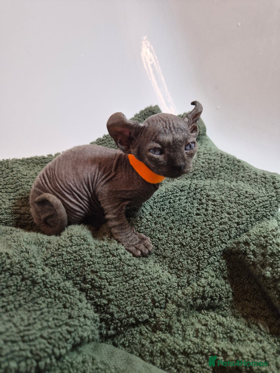 Sphynx cats for sale: Sphynx kittens  - Image 11