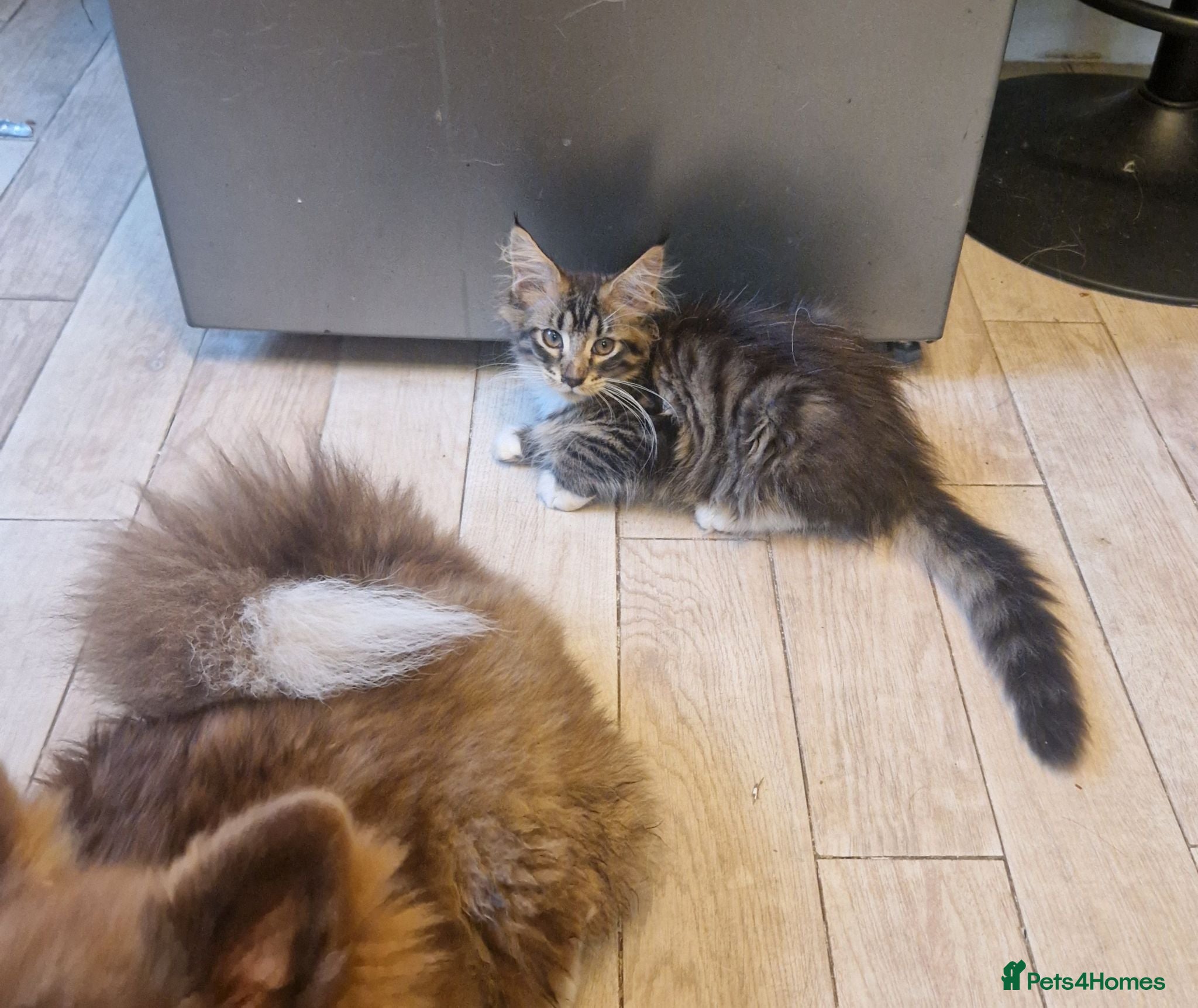 Maine Coon cats The last MaineCoon female and the last mix female. - Advert 3