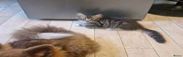 Maine Coon cats for sale: The last MaineCoon female and the last mix female. - Advert 1