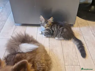 Maine Coon cats The last MaineCoon female and the last mix female. - Advert 3