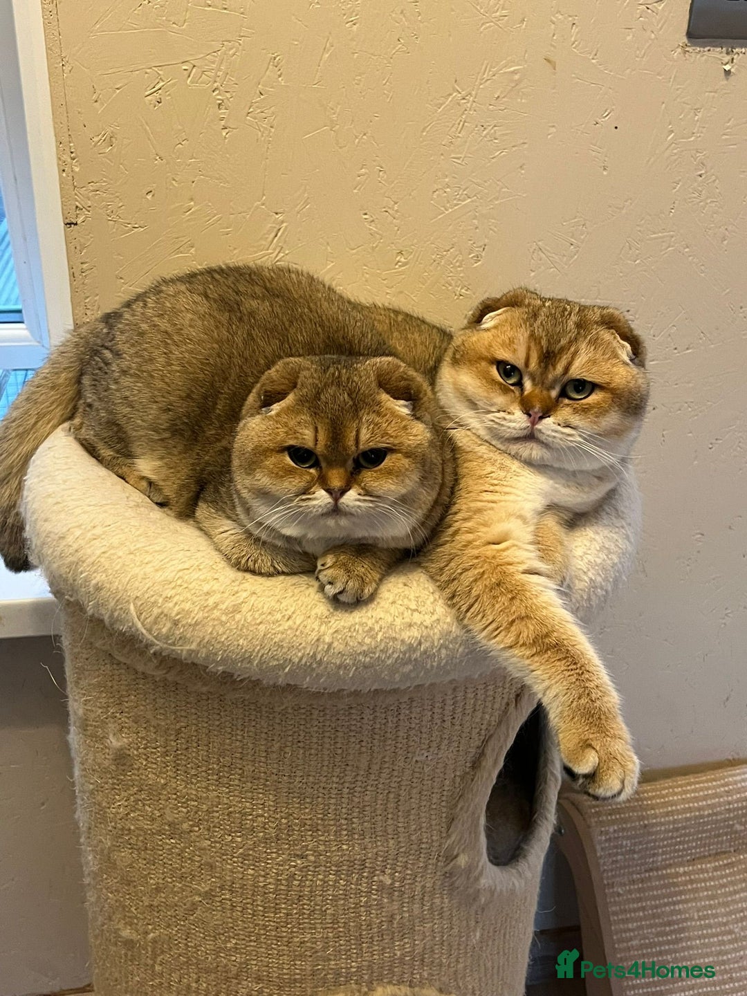 Scottish Fold cats for sale: 🐾 Adorable Pedigree Scottish Kittens! 🐾 - Advert 3