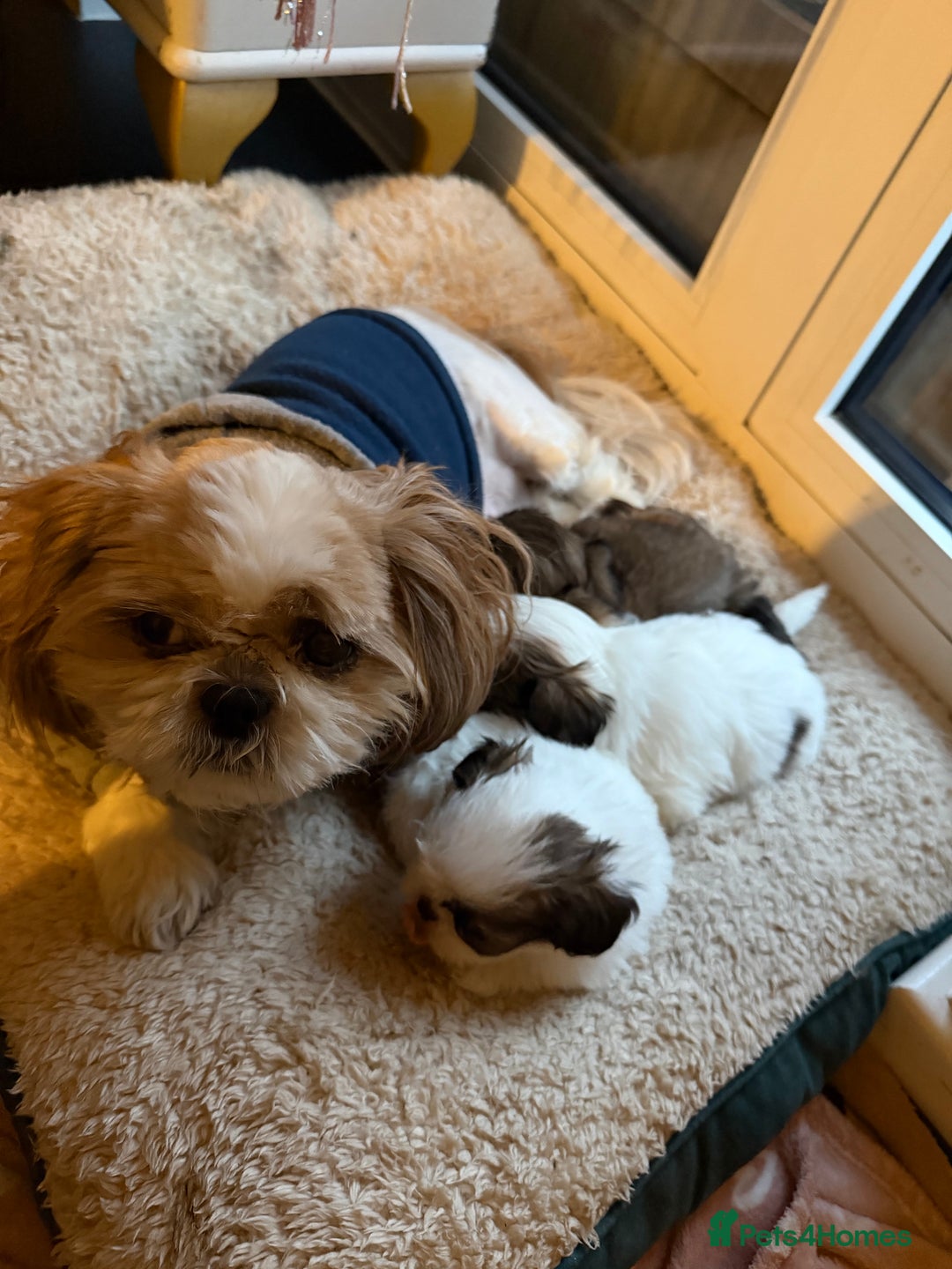 Shih Tzu dogs for sale: Shih Tzu puppies - Advert 5
