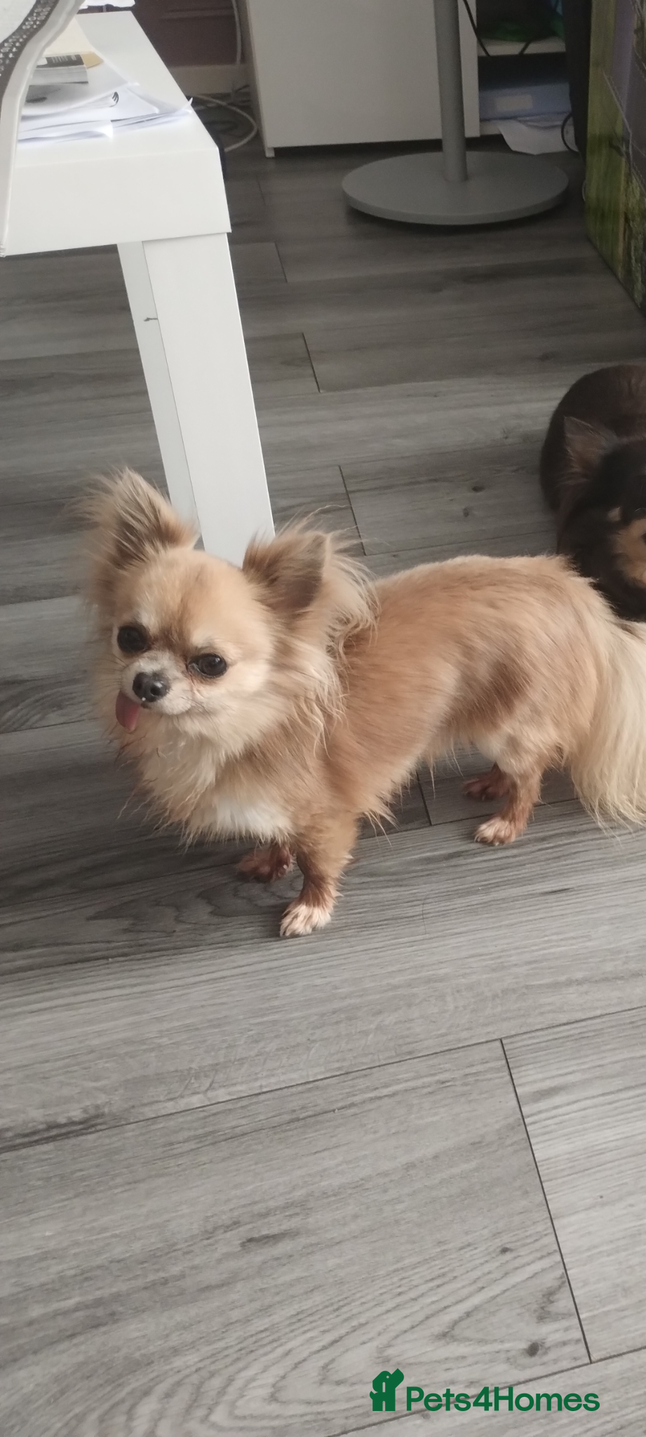 Chihuahua dogs Long haired chihuahua boy - Advert 1