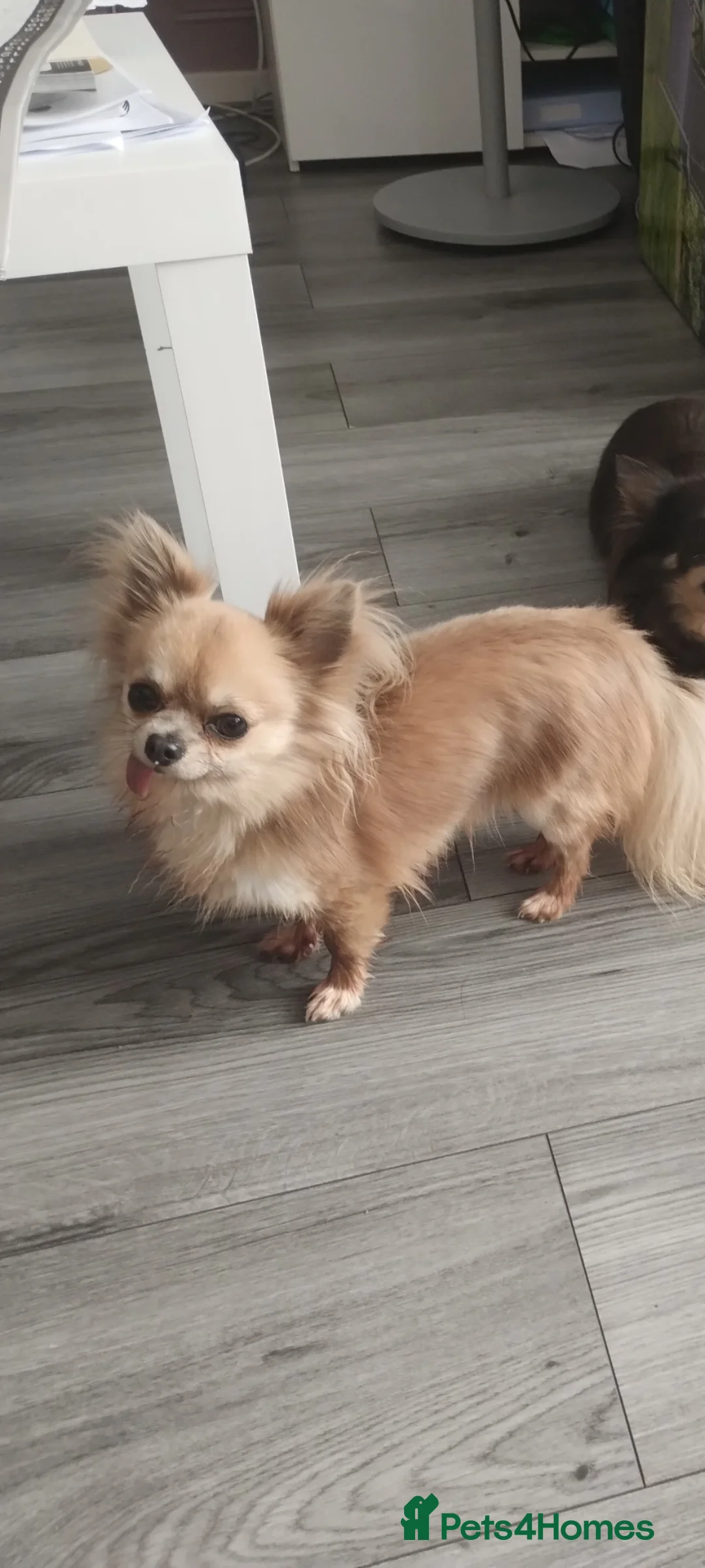 Chihuahua dogs for sale: Long haired chihuahua boy - Advert 2