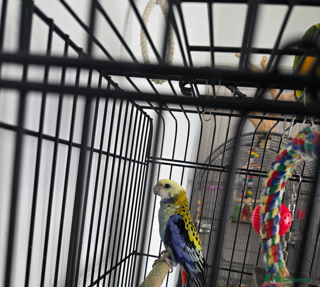 Parrots birds for sale: Pale Headed Rosella  - Image 3