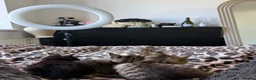 Mixed Breed cats for sale: Kittens for sale!  - Advert 4