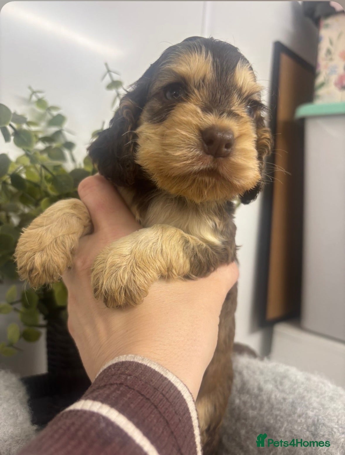 Cocker Spaniel dogs for sale: 🤎 KC show cocker spaniels 🤎 - Advert 1
