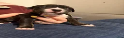 Mixed Breed dogs for sale: Beautiful English Bull Terrier cross Staffy - Advert 10