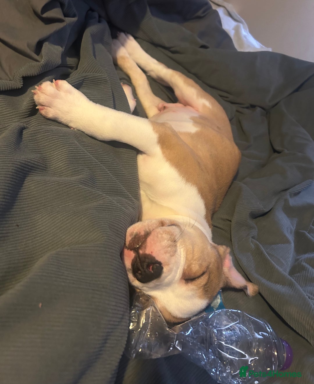 Mixed Breed dogs for sale: Staff x bulldog  - Advert 6