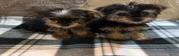 Yorkshire Terrier dogs for sale: 2 beautiful girls looking for 4ever homes 🏠 in Abertillery - Advert 5