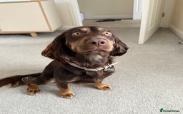 Sprocker dogs for stud: ⭐ Sprocker available for stud 🐶⭐  - Image 3