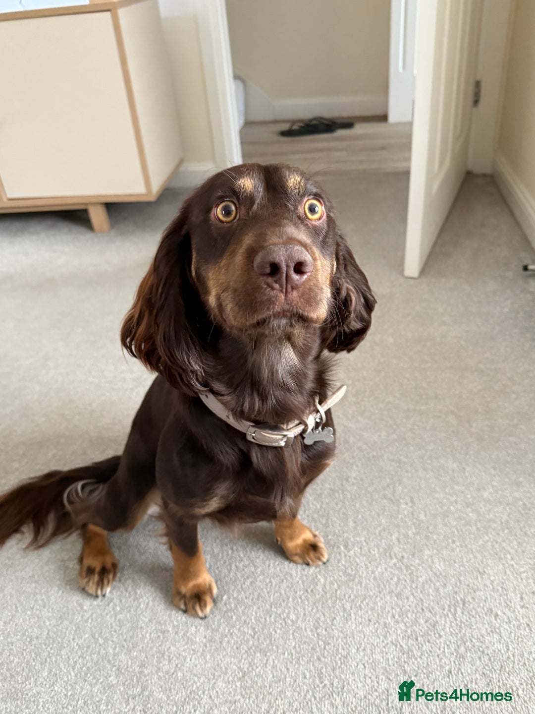 Sprocker dogs for stud: ⭐ Sprocker available for stud 🐶⭐  - Image 3