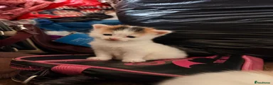 Mixed Breed Kitten 4