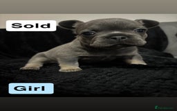 French Bulldog dogs for sale: French bulldog puppies  - Image 3