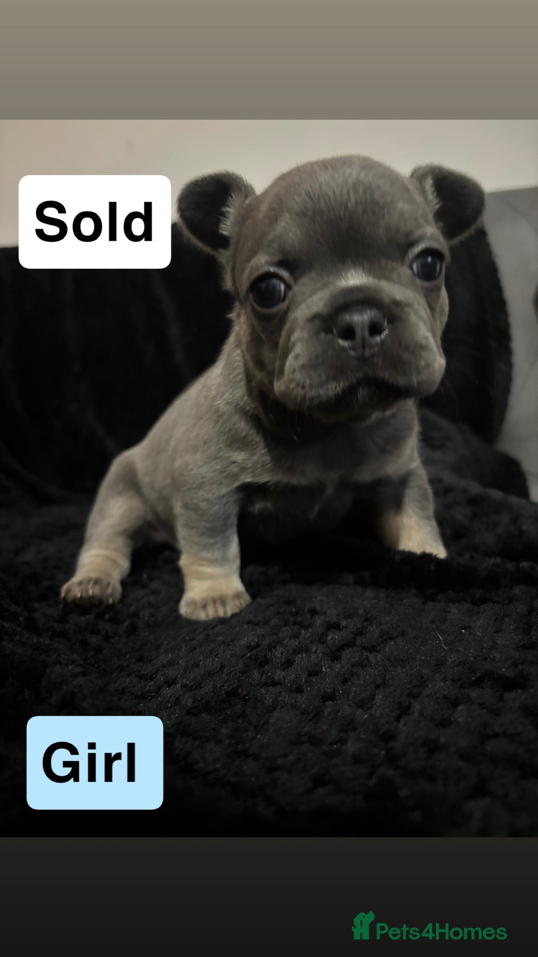 French Bulldog dogs for sale: French bulldog puppies  - Image 3