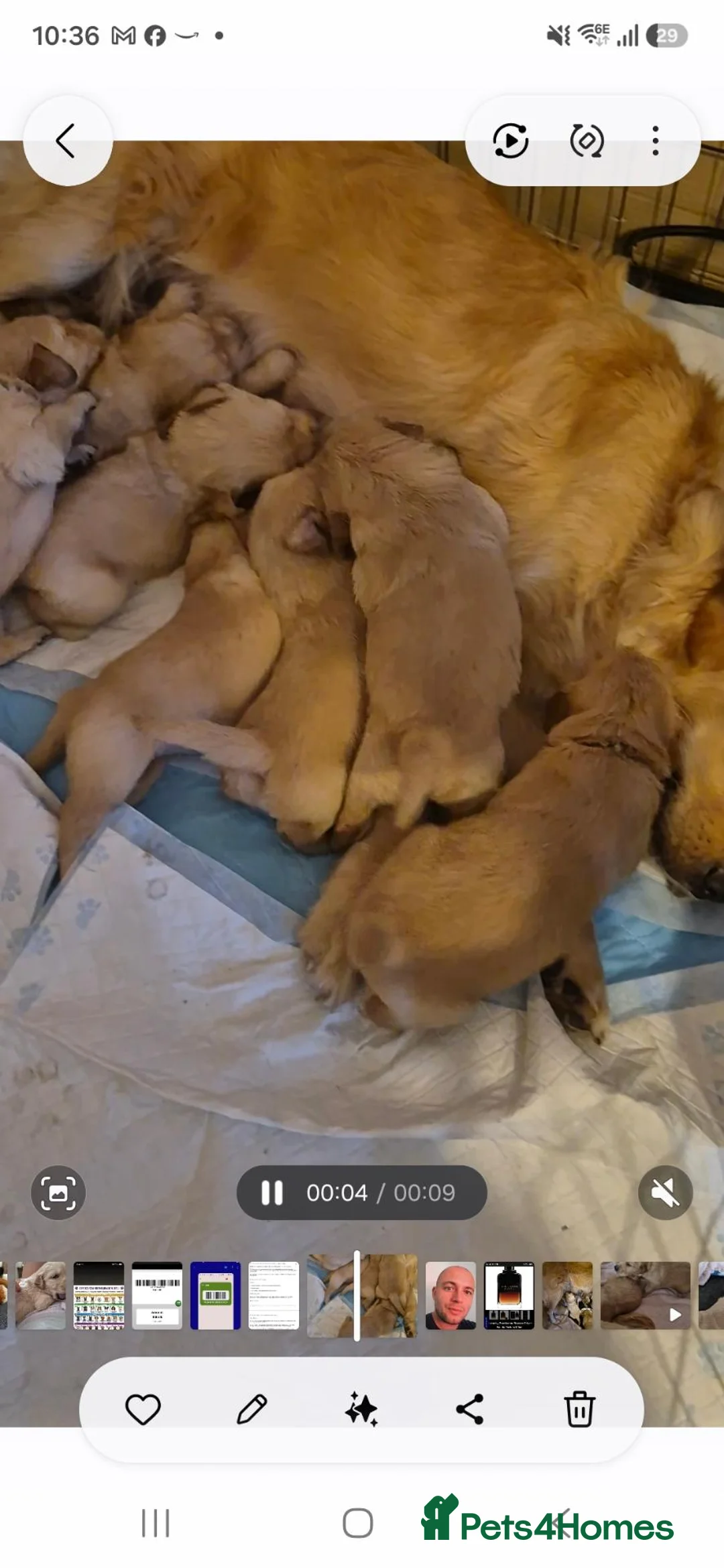 Golden Retriever dogs for sale: Golden retriever puppy's  - Advert 13