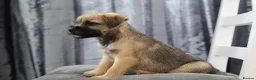 Border Terrier dogs for sale: Border terrier puppies for sale in Ashford - Advert 7