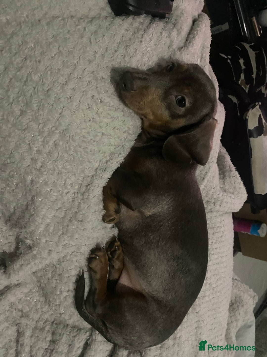 Miniature Dachshund dogs for sale: Female Miniature Dachshund  - Advert 3