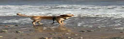 Labrador Retriever dogs for sale: Sunnie, 10 month old Male Labrador Retriever  - Advert 4