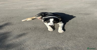 Border Collie dogs - Advert 3