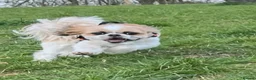Shih Tzu dogs for sale: All Puppies have now reserved.  - Advert 8