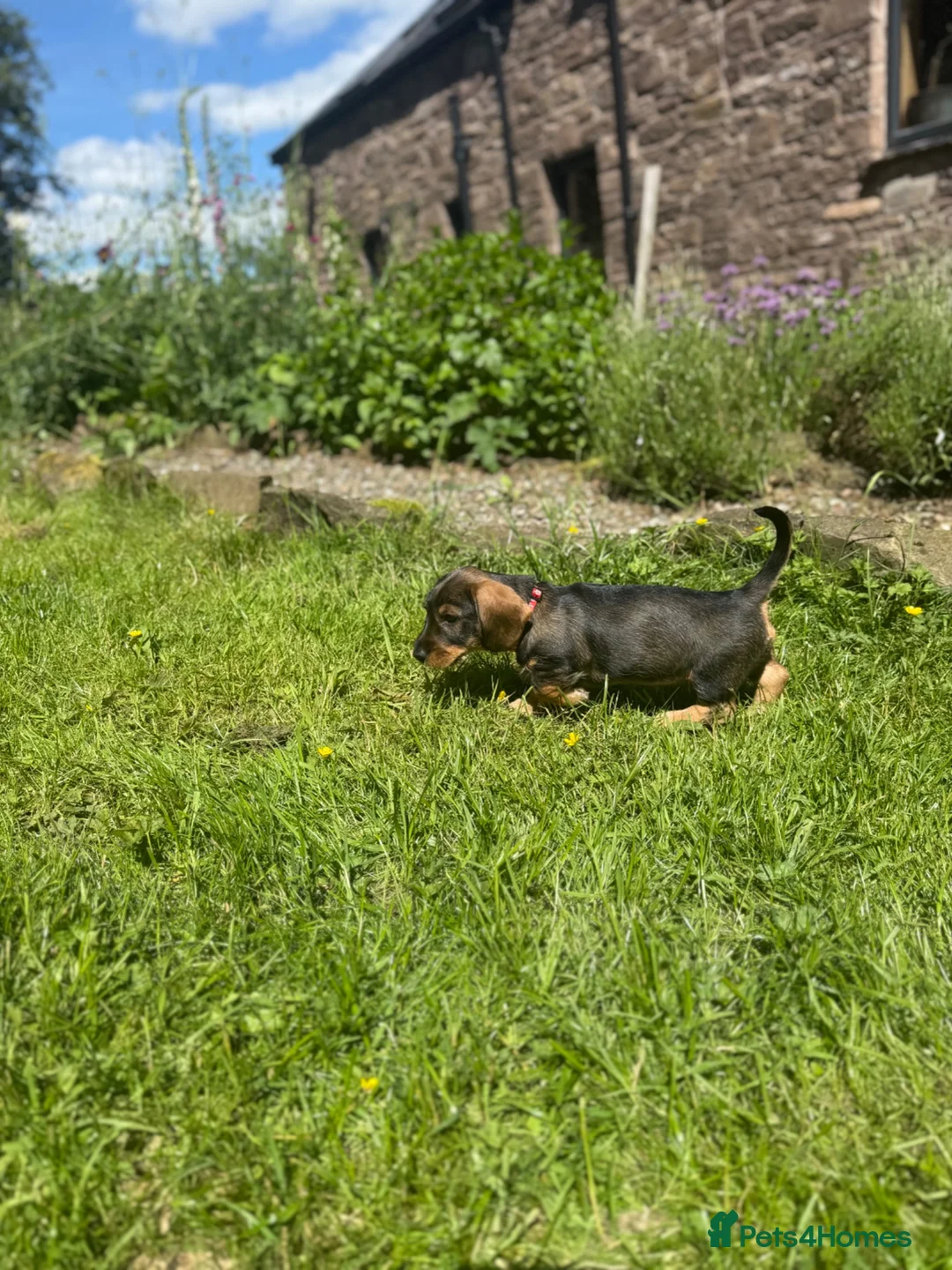 Dachshund dogs for sale: Lovely Wirehaired dachshund puppy for sale  - Advert 2