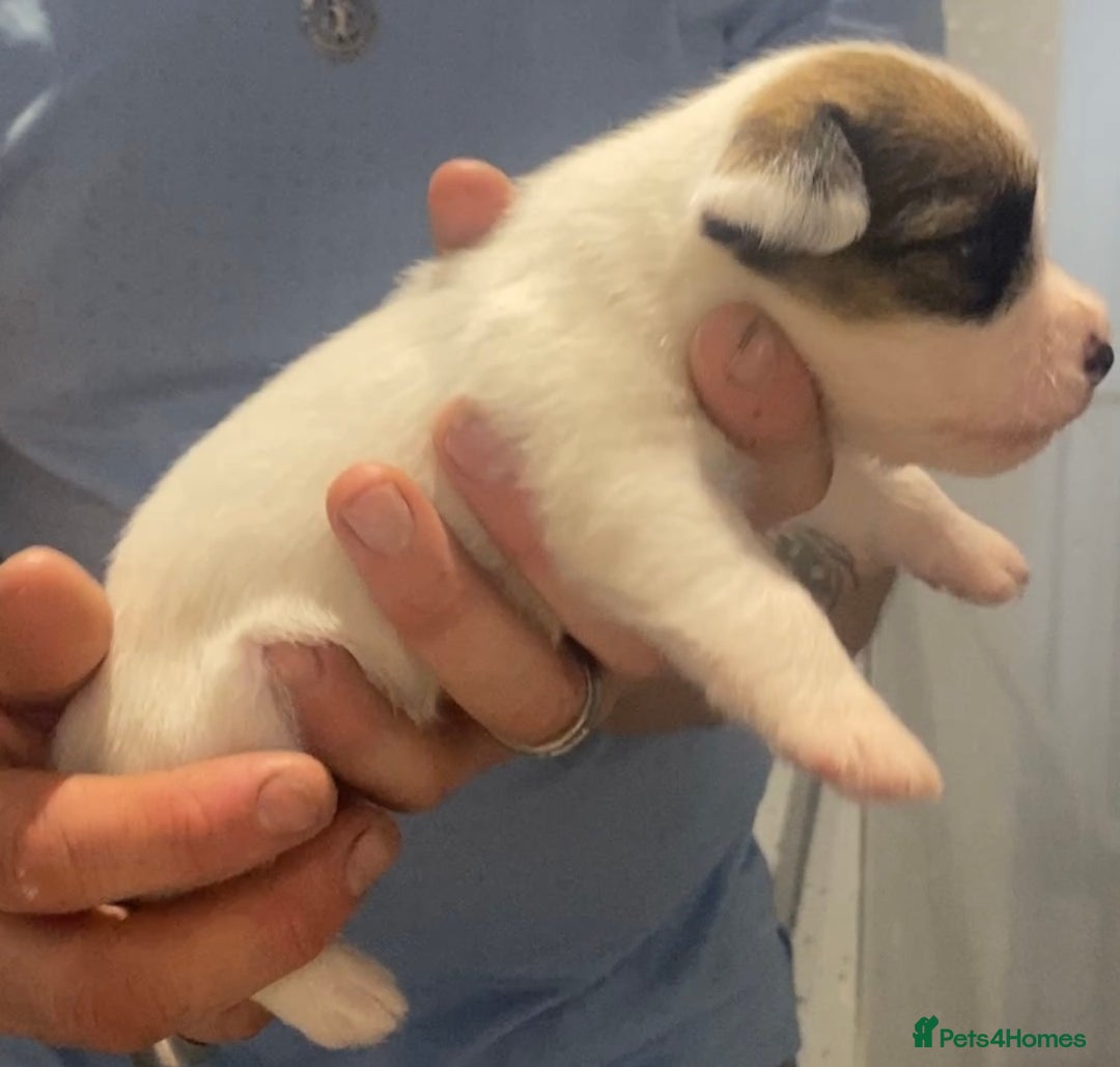 Parson Russell dogs for sale: KC Reg Champion lineage Puppys - Image 26