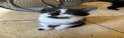 Mixed Breed cats for sale: Litter of 6 beautiful kittens in Leyland - Advert 4