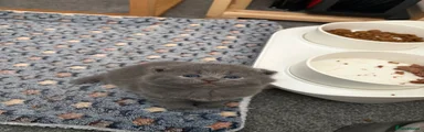 Scottish Fold Kitten 3