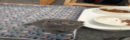 Scottish Fold cats for sale: Adorable 5 Scottish Fold Kittens - Advert 17