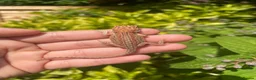 Bearded Dragon reptiles for sale: 🦎 beautiful G stripped dragons 🐉  - Advert 3