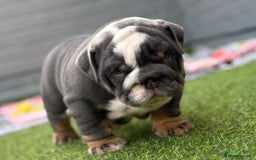 English Bulldog dogs for sale: Exceptional English Bulldog Puppies - Image 18