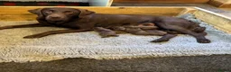 Labrador Retriever dogs for sale: Chocolate Labradors  - Advert 7