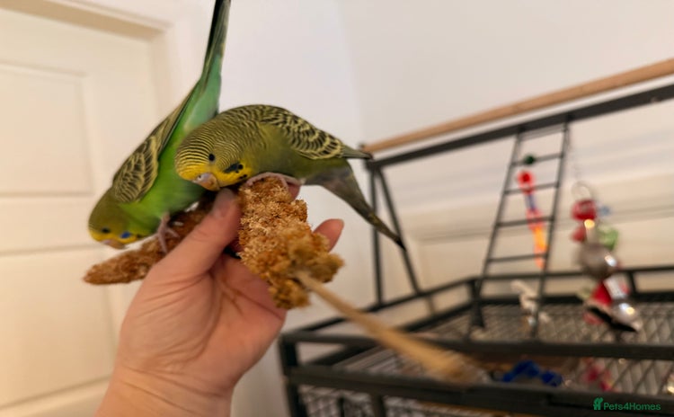 Budgerigars birds - Advert 3