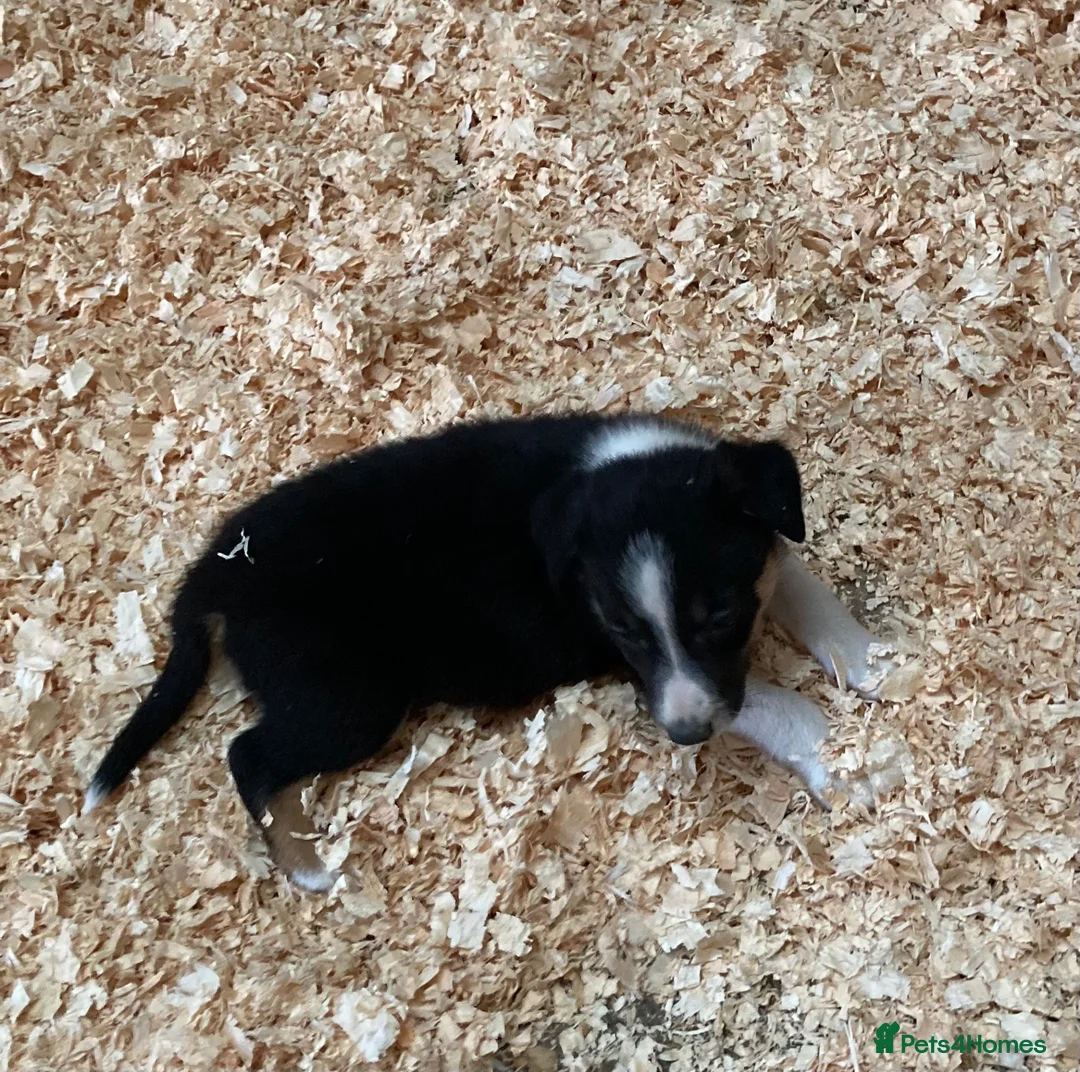 Border Collie dogs for sale: Adorable border collies - Advert 20