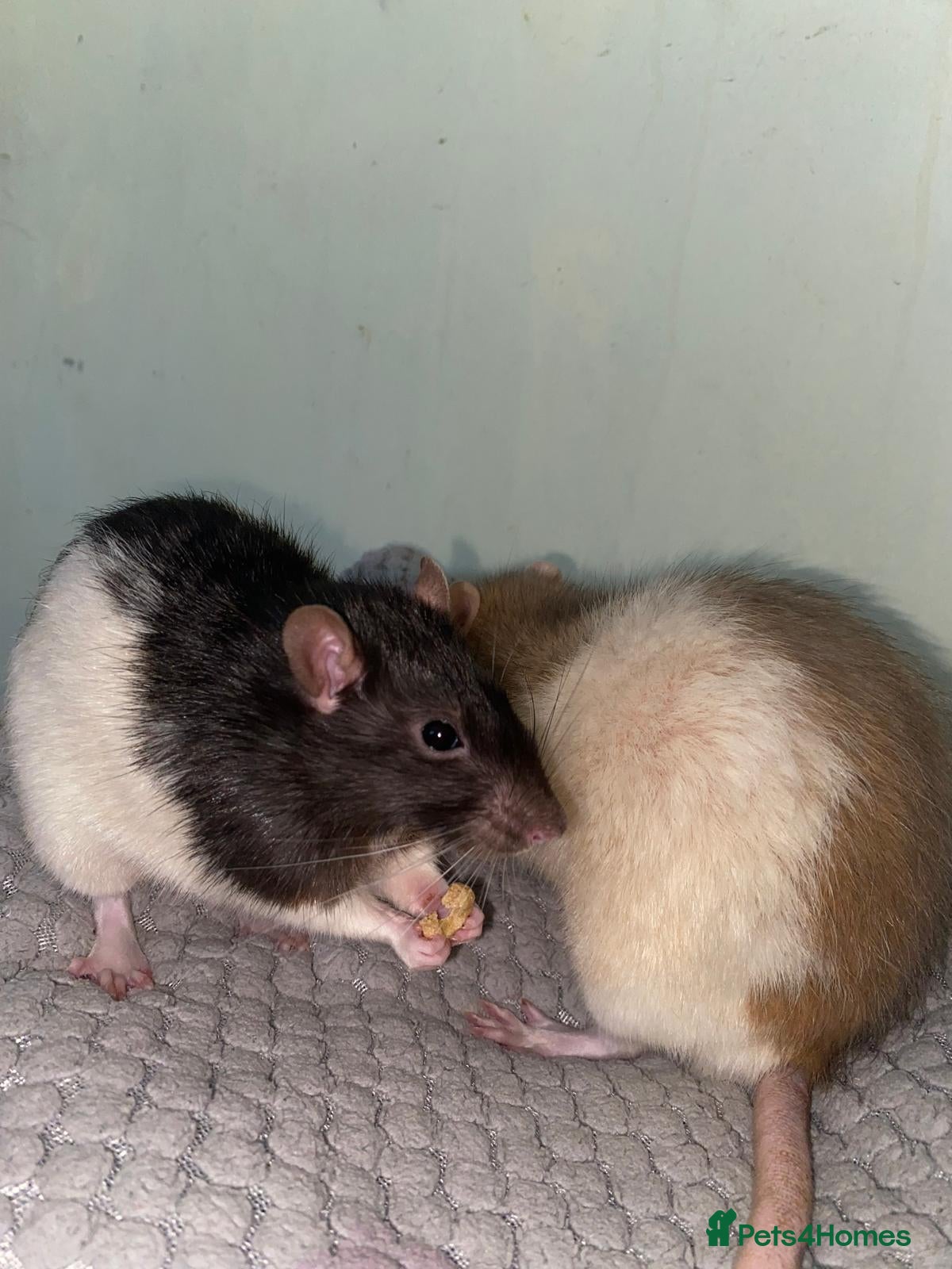 Rat rodents for sale: Mixed sexed baby rats in Chelmsford - Advert 8